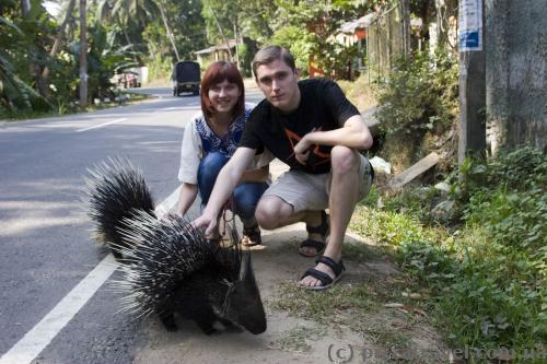 Porcupines on the street