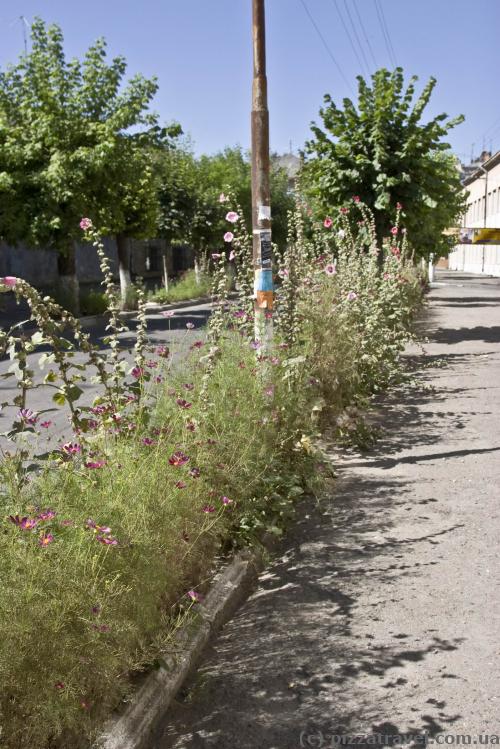 Flowers between the sidewalk and the road