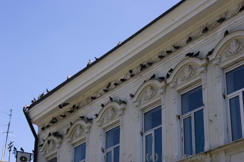 Pigeons are hiding from the sun.