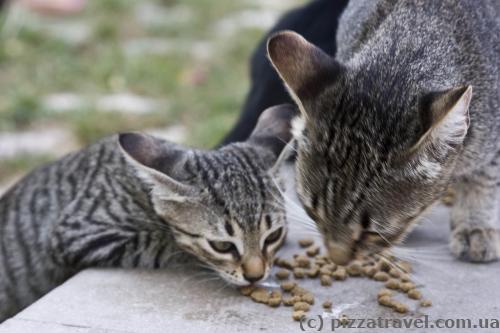 Budva cats