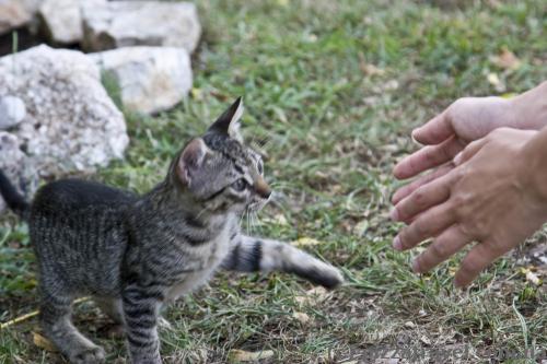 Budva cats