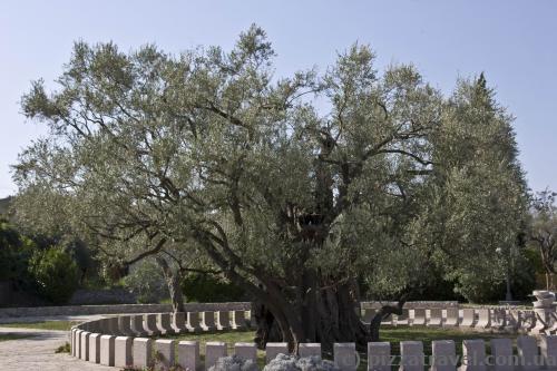 One of the oldest olive trees in the world (more than 2,000 years old)