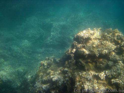 Underwater world near Herceg Novi