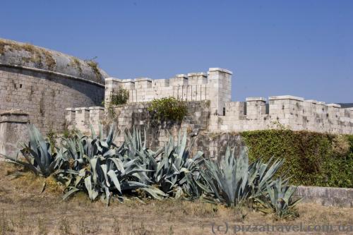 Agaves in the Mamula Fort