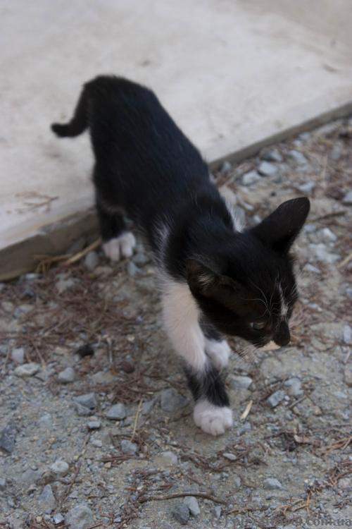 Cats in the St. Nicholas Monastery