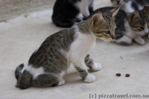 Cats in the St. Nicholas Monastery