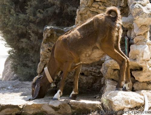 Goats and other animals come to drink water to rare water sources.