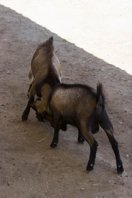 Fighting goats