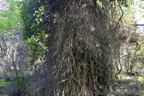 Huge parasitic plant on a tree