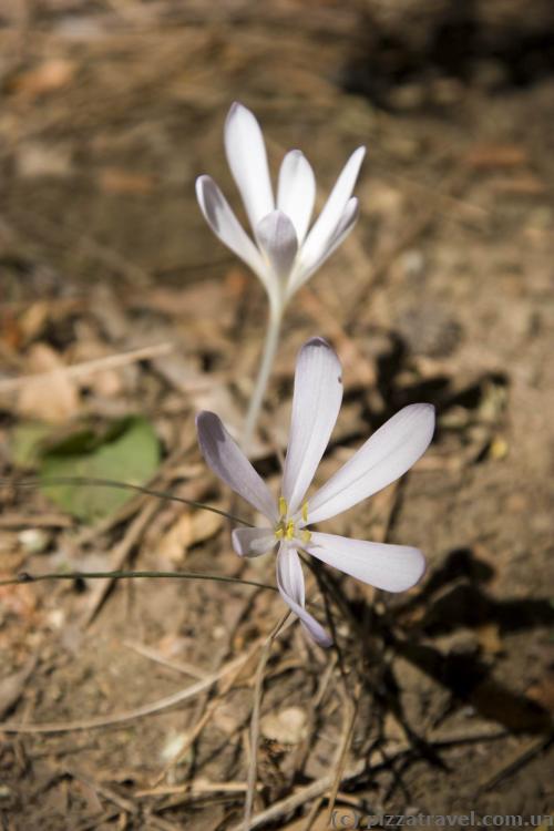 Flowers in Troodos