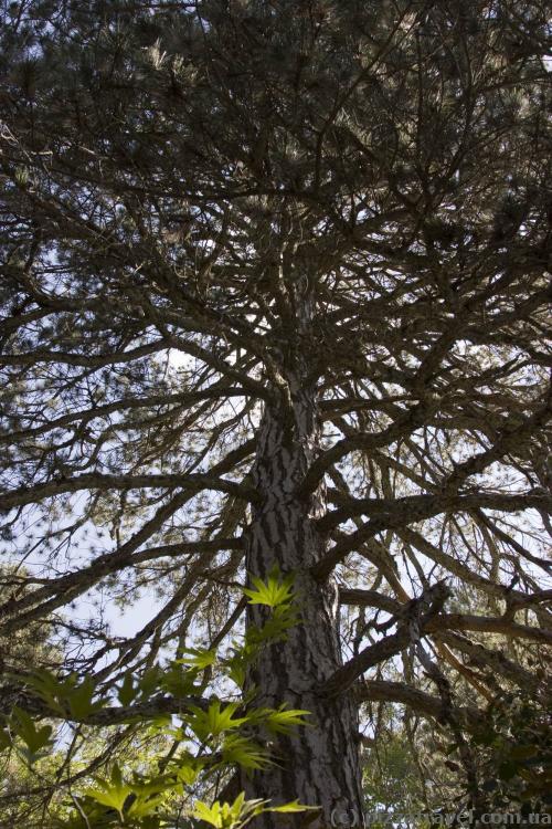 And this is the Pinus Nigra, i.e. the Black Pine.