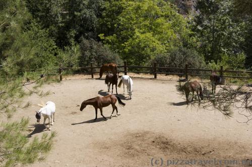 Horses in Pano Platres