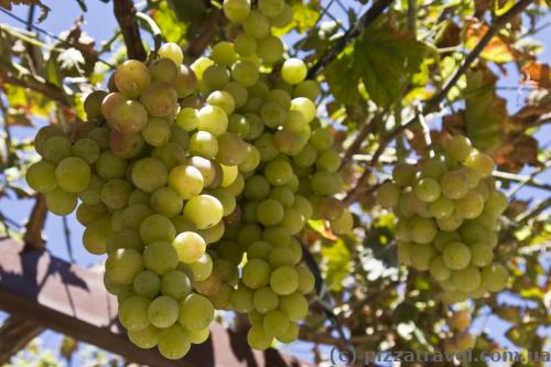 Huge bunches of grapes in Cyprus