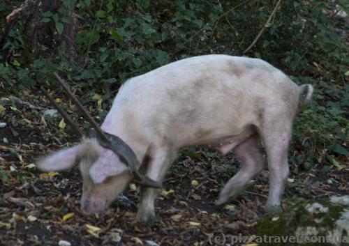 Funny pig near the monastery