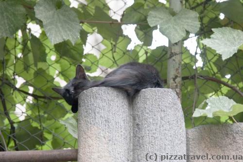 Tbilisi cat