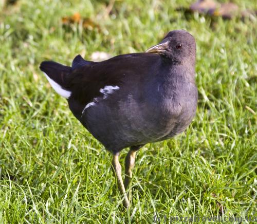 A curious bird came close.