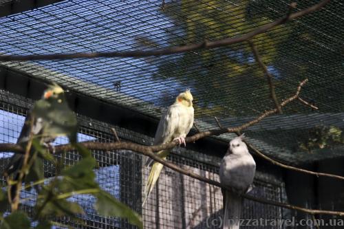 Parrots