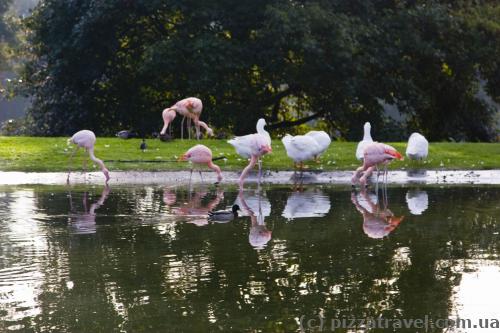 Flamingoes