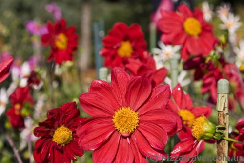 Flowers in the Westfalenpark