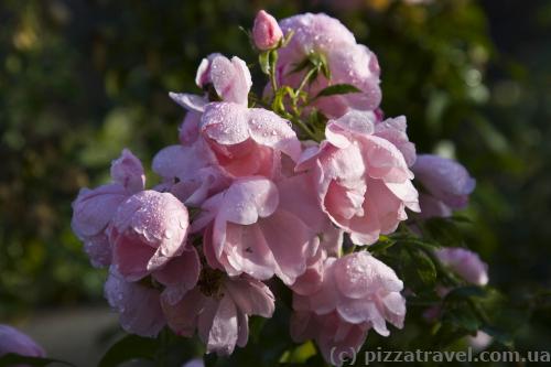 Flowers in the Westfalenpark