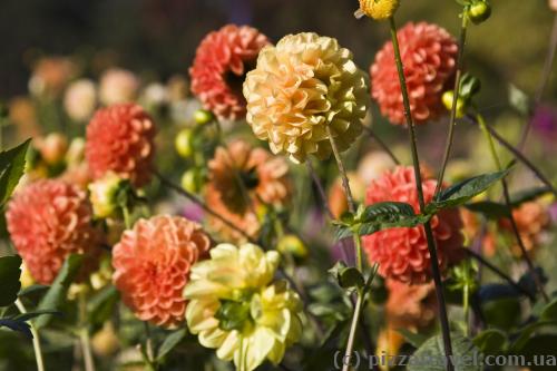 Flowers in the Westfalenpark