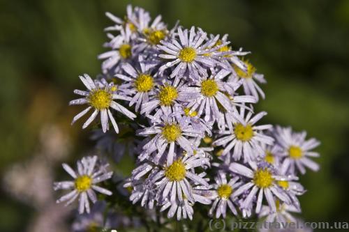 Flowers in the Westfalenpark