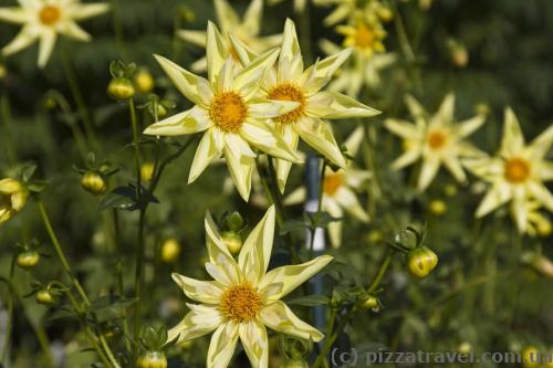 Flowers in the Westfalenpark