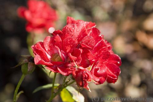 Flowers in the Westfalenpark