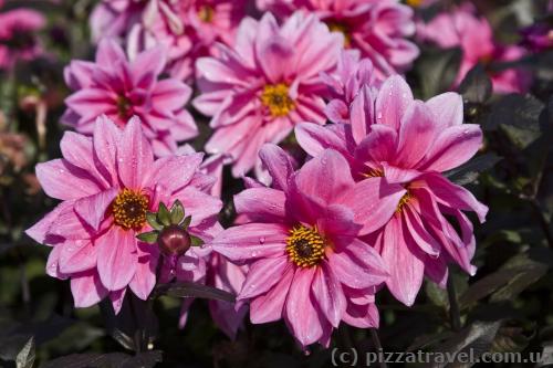 Flowers in the Westfalenpark