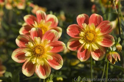 Flowers in the Westfalenpark