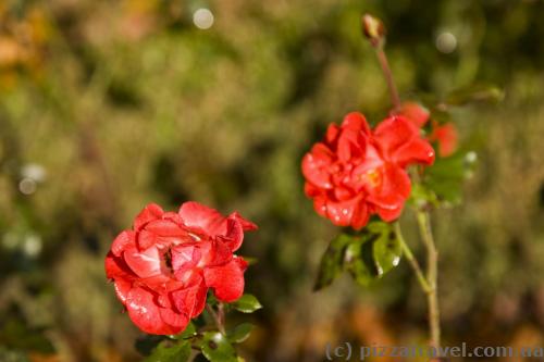 Flowers in the Westfalenpark