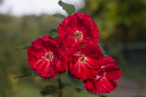 Flowers in the Westfalenpark