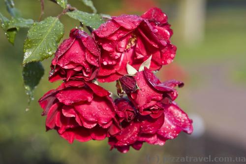 Flowers in the Westfalenpark