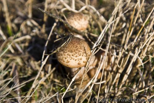 Honey mushrooms