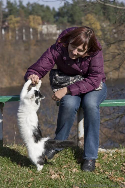 Playful cat near the Trygirskyi Monastery