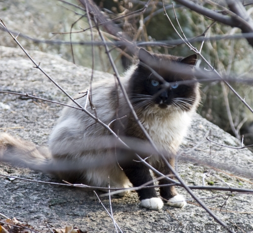 Cat in the Ostrovsky Park in Korosten