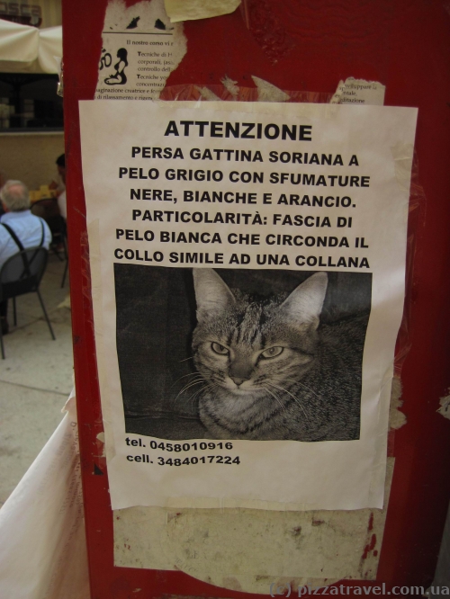 Lost cat in Verona