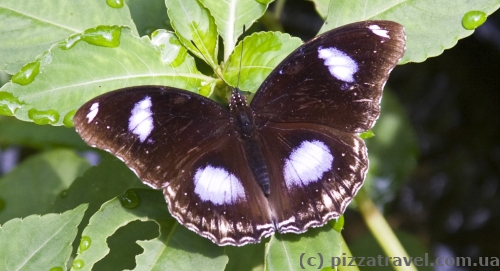 Butterfly Park in Kuala Lumpur