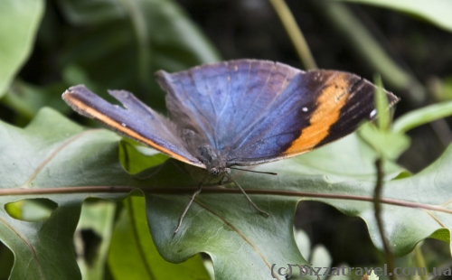 Butterfly Park in Kuala Lumpur