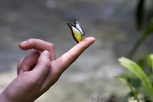 Butterfly Park in Kuala Lumpur