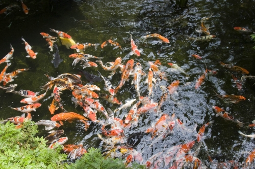 Butterfly Park in Kuala Lumpur