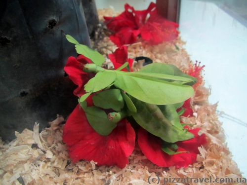 Butterfly Park in Kuala Lumpur