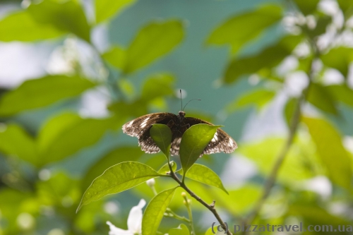 Butterfly Park in Kuala Lumpur