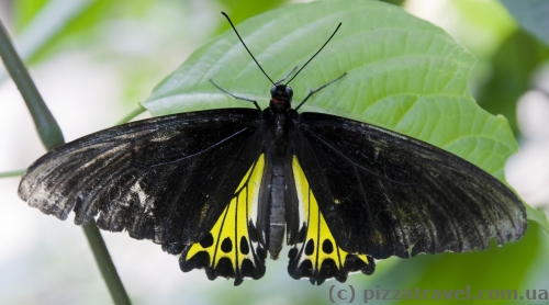 Butterfly Park in Kuala Lumpur