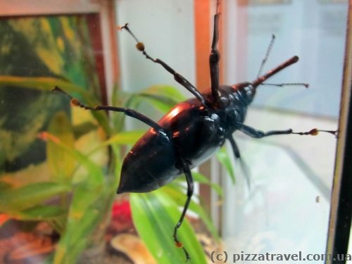 Butterfly Park in Kuala Lumpur