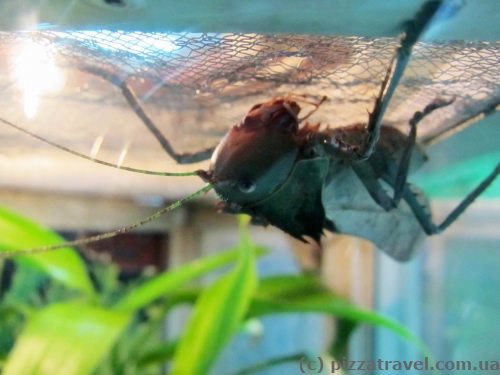 Butterfly Park in Kuala Lumpur