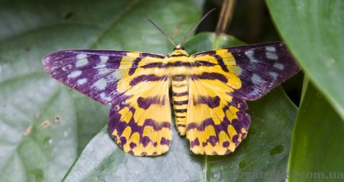 Butterfly Park in Kuala Lumpur