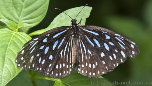 Butterfly Park in Kuala Lumpur