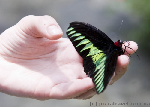 Butterfly Park in Kuala Lumpur