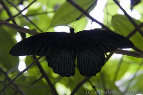 Butterfly Park in Kuala Lumpur